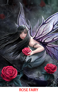 Rose Fairy Rose Fairy